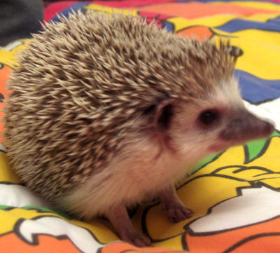 CloseupHedgehog.jpg